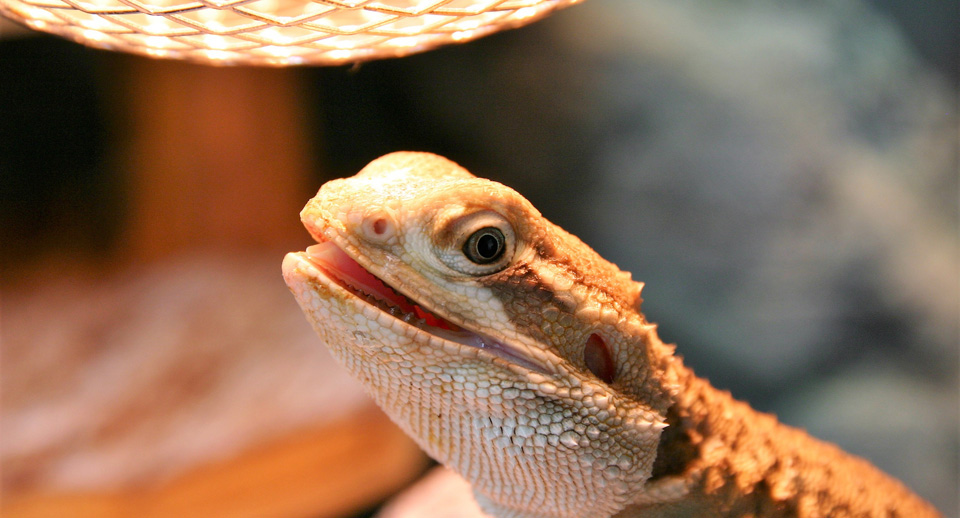 Use Heat Lamps for Your Pets and Animals with Caution